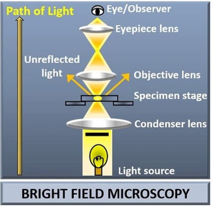 Why use bright field microscopy?