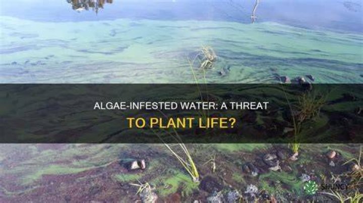 Will algae kill plants?