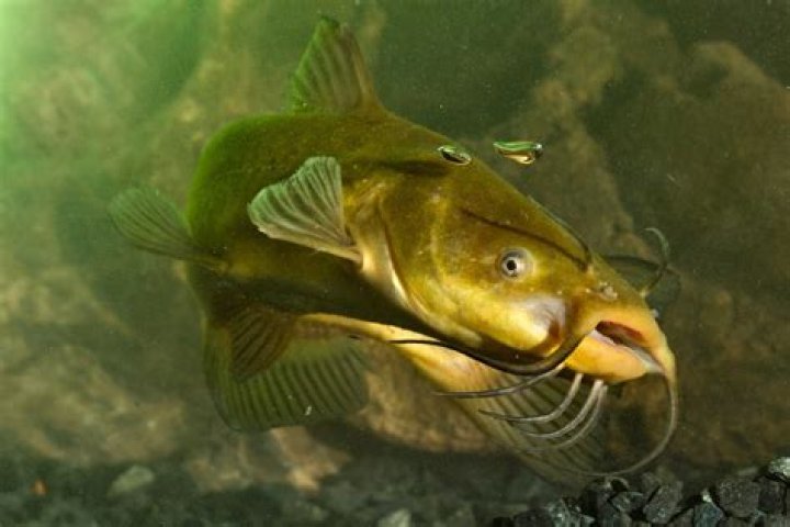 Will bass eat bullheads?